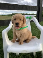 Ticker, a male Golden Retriever for sale in Baltic, OH – 2 of 8
