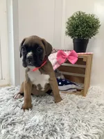 Cyndi, a female Boxer for sale in Baltic, OH – 3 of 7
