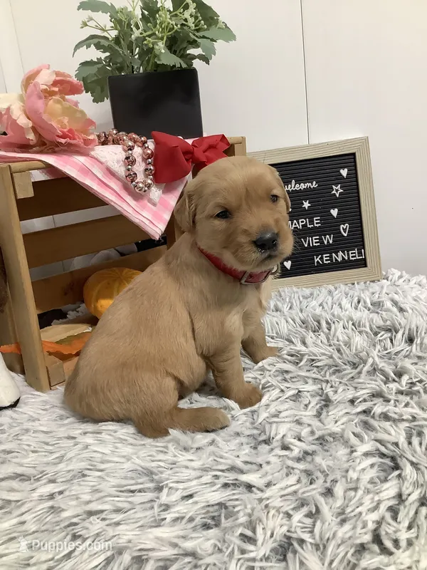 Lindsey – Golden Retriever puppy for sale in Baltic, OH