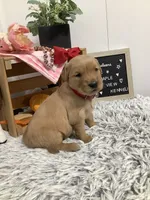 Lindsey, a female Golden Retriever for sale in Baltic, OH – 1 of 9