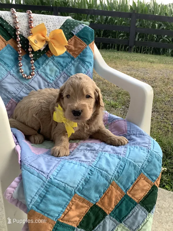 Ryan -F1b  – Goldendoodle puppy for sale in Baltic, OH