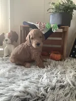 Simon F1b Goldendoodle , a male Goldendoodle for sale in Baltic, OH – 3 of 7