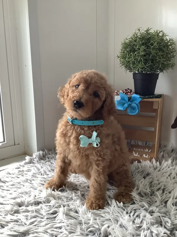 Lee F1bb golden doodle  – Goldendoodle puppy for sale in Baltic, OH