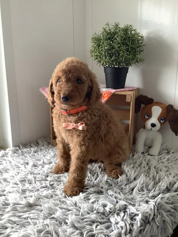 Lindsey-F1bb standard  – Goldendoodle puppy for sale in Baltic, OH