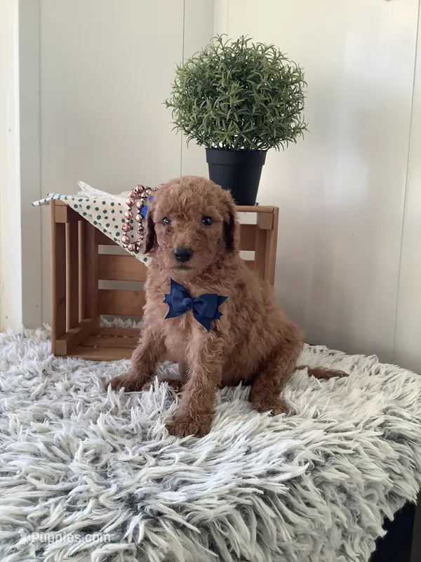 Lucky - F1bb Goldendoodle  – Goldendoodle puppy for sale in Baltic, OH