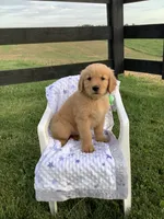 Lucy, a female Golden Retriever for sale in Baltic, OH – 5 of 9