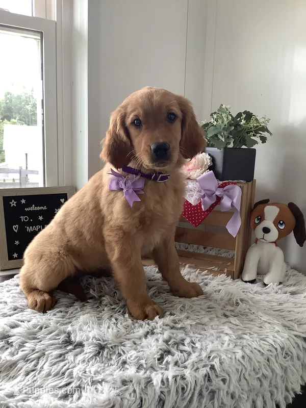 Pumpkin  – Golden Retriever puppy for sale in Baltic, OH