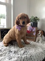 Pumpkin , a female Golden Retriever for sale in Baltic, OH – 4 of 10