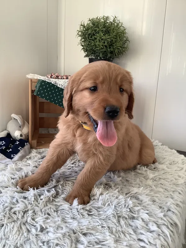 Manny – Golden Retriever puppy for sale in Baltic, OH