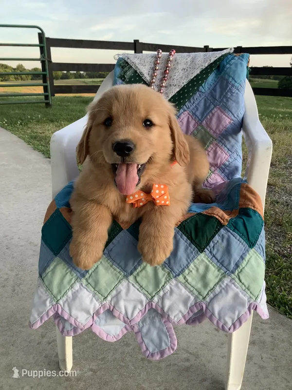 Leo – Golden Retriever puppy for sale in Baltic, OH