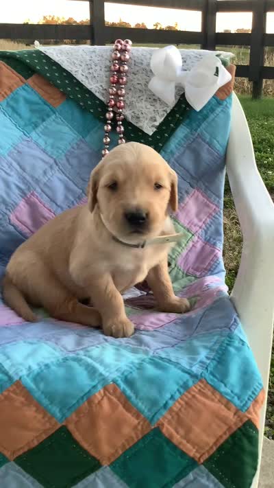 Johnny , a male Golden Retriever for sale in Baltic, OH – 6 of 8