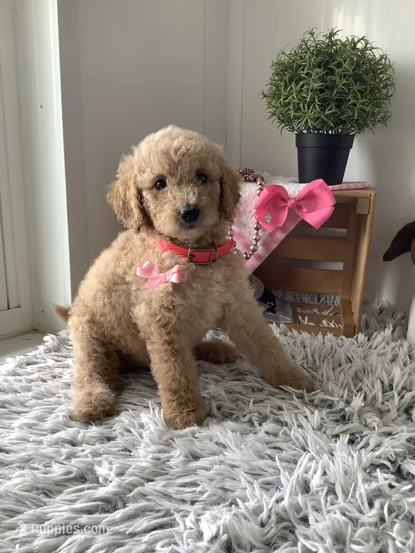 Ginger- F1bb standard – Goldendoodle puppy for sale in Baltic, OH