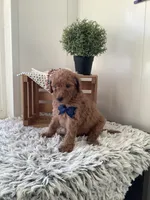Lucky - F1bb Goldendoodle , a male Goldendoodle for sale in Baltic, OH – 5 of 8