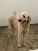 Ryan -F1b , a male Goldendoodle for sale in Baltic, OH – 6 of 7