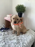 Connie, a female Golden Retriever for sale in Baltic, OH – 2 of 8