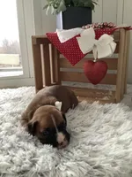 Mindy, a female Boxer for sale in Baltic, OH – Photo 3 of 10