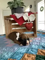 Mindy, a female Boxer for sale in Baltic, OH – Photo 1 of 10