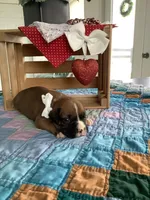 Mindy, a female Boxer for sale in Baltic, OH – Photo 8 of 10