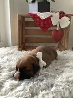 Mindy, a female Boxer for sale in Baltic, OH – Photo 4 of 10