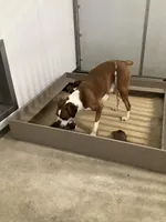 Mindy, a female Boxer for sale in Baltic, OH – Photo 9 of 10