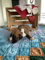 Mindy, a female Boxer for sale in Baltic, OH – Photo 6 of 10