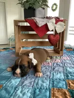 Mindy, a female Boxer for sale in Baltic, OH – Photo 7 of 10