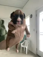 Mindy, a female Boxer for sale in Baltic, OH – Photo 2 of 10