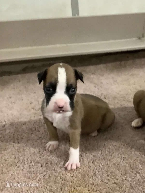 Leah – Boxer puppy for sale in Baltic, OH