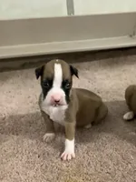 Leah, a female Boxer for sale in Baltic, OH – 1 of 4