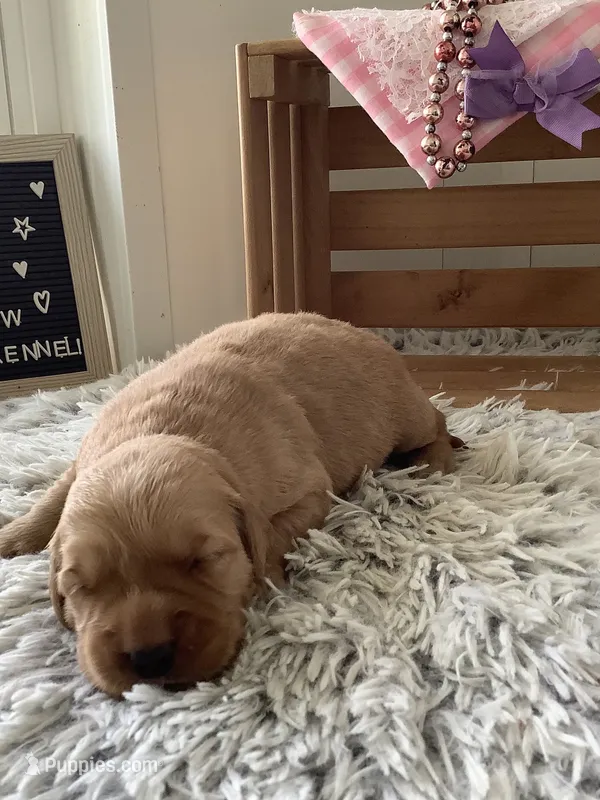 Sally – Golden Retriever puppy for sale in Baltic, OH
