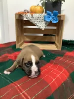 Fido , a male Boxer for sale in Baltic, OH – 2 of 8