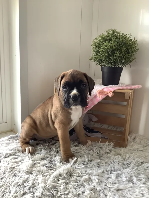Susie – Boxer puppy for sale in Baltic, OH