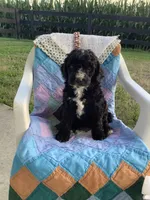 Manny-F1bb  standard, a male Goldendoodle for sale in Baltic, OH – 4 of 9