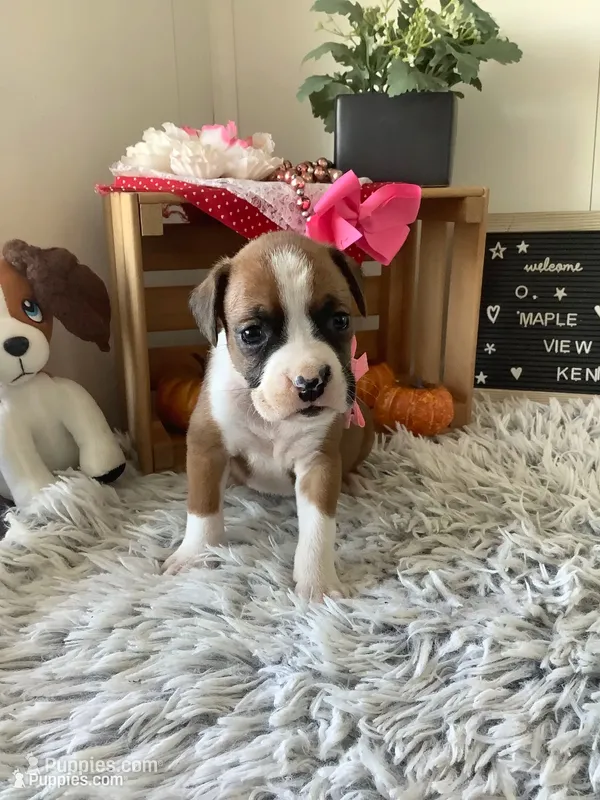 Lady  – Boxer puppy for sale in Baltic, OH