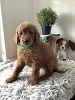 Rascal - F1b , a male Goldendoodle for sale in Baltic, OH – 3 of 10