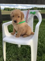 Ticker, a male Golden Retriever for sale in Baltic, OH – 6 of 8