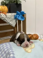 Lance , a male Boxer for sale in Baltic, OH – 2 of 10