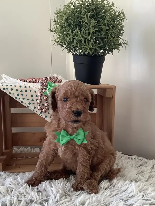Fido-F1bb Goldendoodle  – Goldendoodle puppy for sale in Baltic, OH