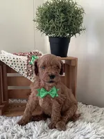Fido-F1bb Goldendoodle , a male Goldendoodle for sale in Baltic, OH – 2 of 7