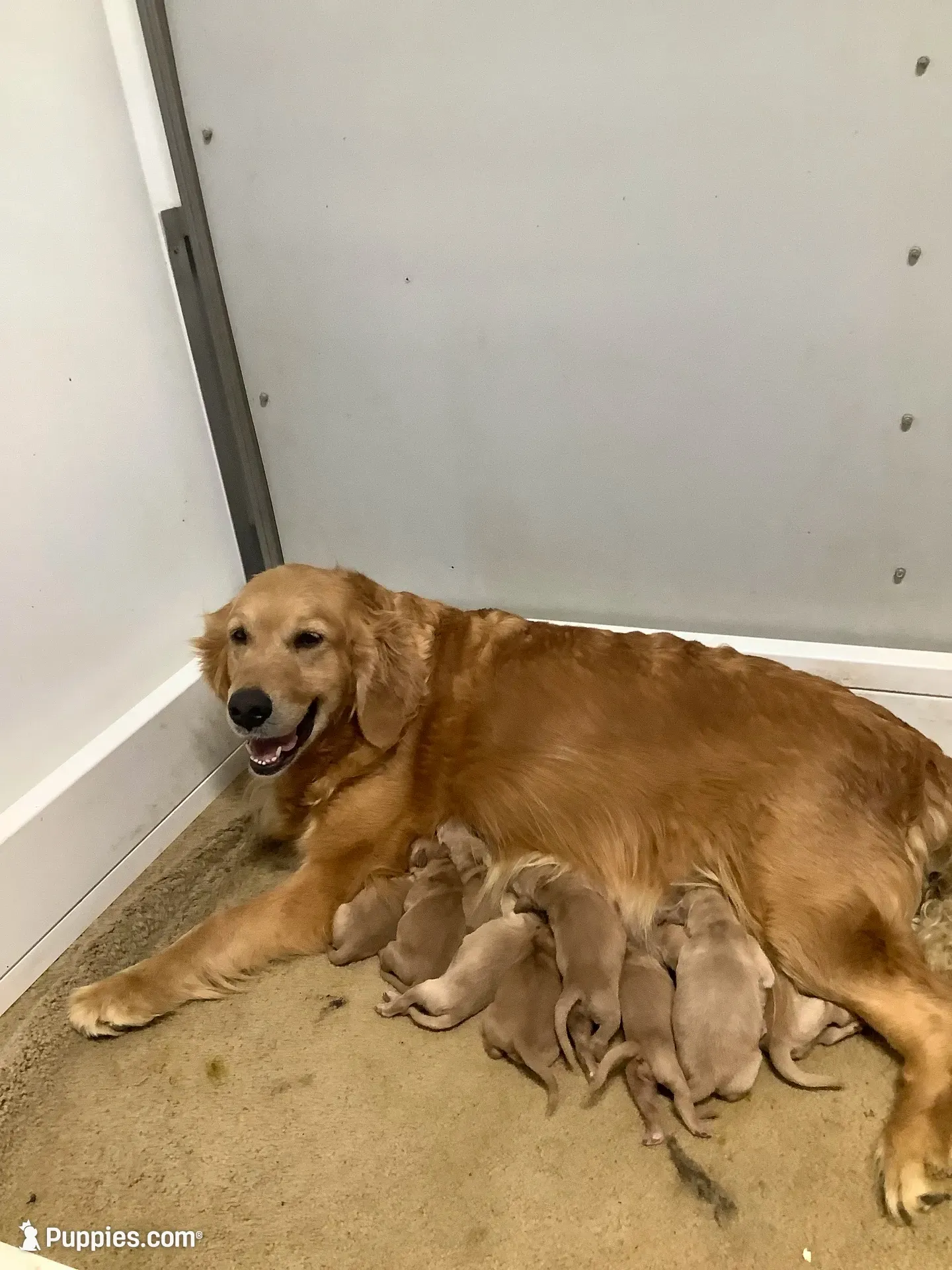 Wyatt, a male Golden Retriever for sale in Baltic, OH – 9 of 10