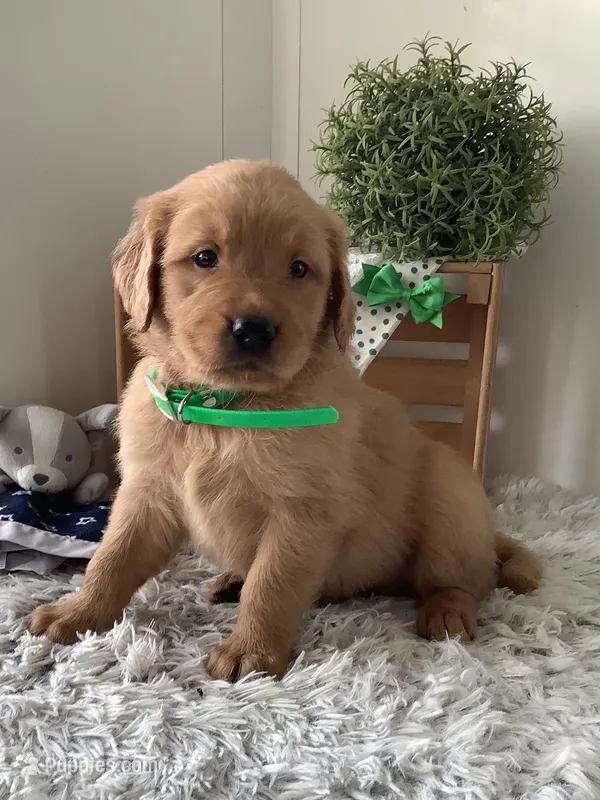 Ticker – Golden Retriever puppy for sale in Baltic, OH