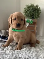 Ticker, a male Golden Retriever for sale in Baltic, OH – 1 of 8