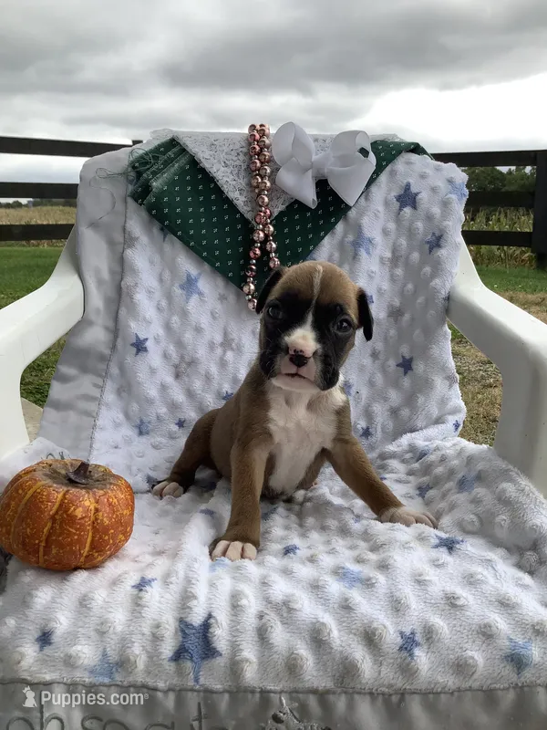 Leo – Boxer puppy for sale in Baltic, OH