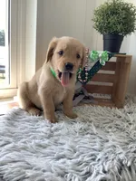 Kobe, a male Golden Retriever for sale in Baltic, OH – 2 of 9