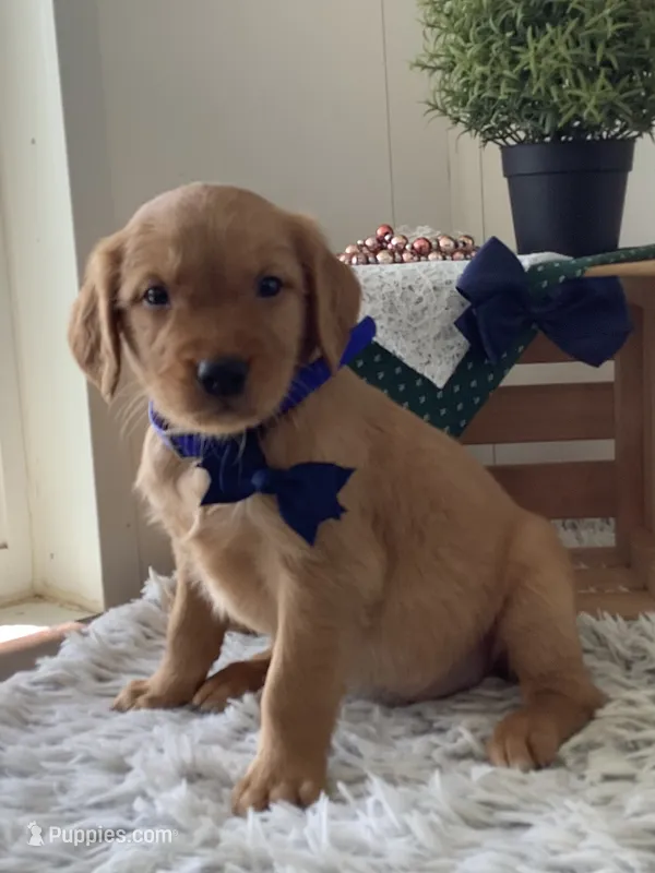 Frank – Golden Retriever puppy for sale in Baltic, OH