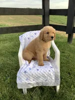 Lucy, a female Golden Retriever for sale in Baltic, OH – 2 of 9