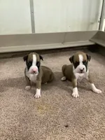 Leah, a female Boxer for sale in Baltic, OH – 3 of 4