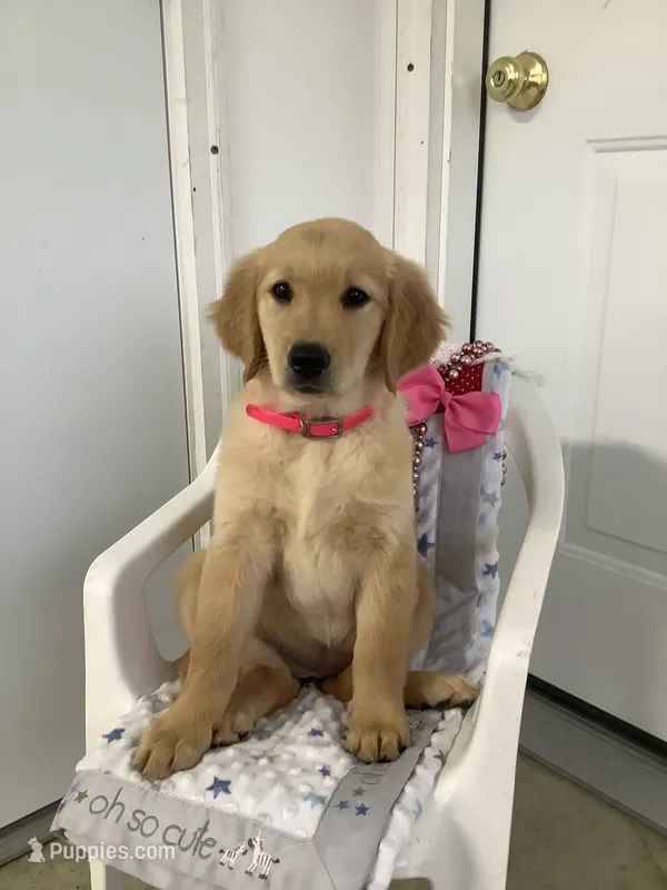 Penny – Golden Retriever puppy for sale in Baltic, OH