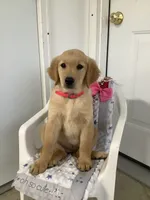 Connie, a female Golden Retriever for sale in Baltic, OH – 3 of 9
