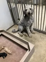 F1bb Goldendoodle - Macho, a male Goldendoodle for sale in Baltic, OH – 6 of 9